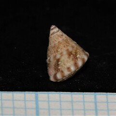 Jujubinus exasperatus