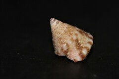 Jujubinus exasperatus