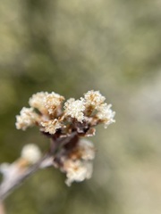 Helichrysum lanceolatum