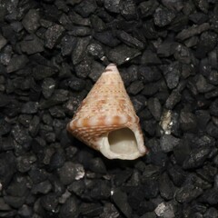 Jujubinus exasperatus