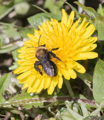 Andrena carlini