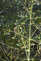 Alisma plantago-aquatica