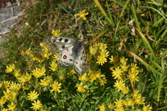 Parnassius phoebus sacerdos