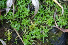 Callitriche palustris