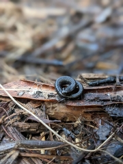 Batrachoseps nigriventris