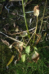 Alisma plantago-aquatica