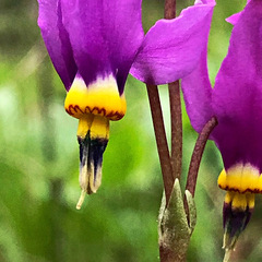 Dodecatheon