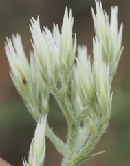 Eupatorium album