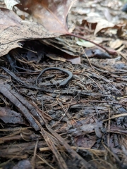 Batrachoseps nigriventris