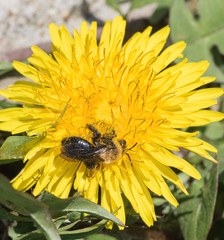 Andrena carlini