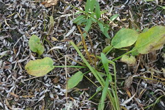 Alisma plantago-aquatica