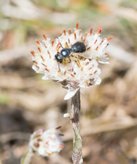 Lasioglossum coeruleum