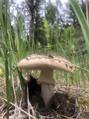 Amanita junquillea
