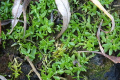 Callitriche palustris