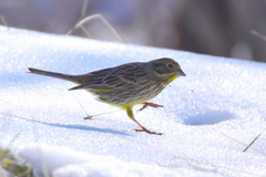 Emberiza citrinella erythrogenys