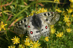 Parnassius phoebus sacerdos
