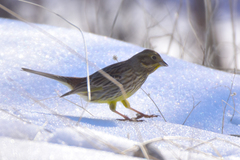 Emberiza citrinella erythrogenys