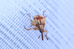 Corimalia tamarisci