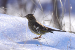 Emberiza citrinella erythrogenys