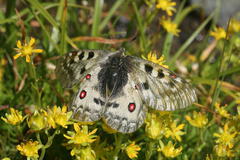 Parnassius phoebus sacerdos