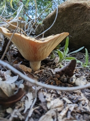 Lactarius alnicola