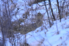 Phasianus colchicus mongolicus