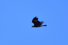 Aquila chrysaetos daphanea