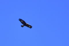 Aquila chrysaetos daphanea