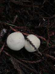 Leucopaxillus