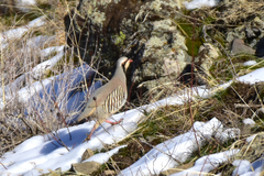 Alectoris chukar falki