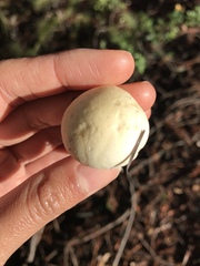 Leucopaxillus