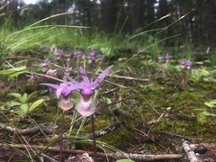 Calypso bulbosa occidentalis