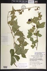 Rubus curtipes