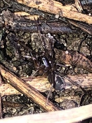 Falconina gracilis