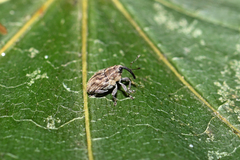 Trichosirocalus troglodytes