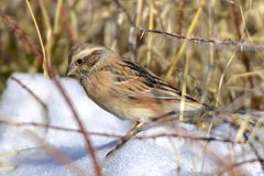 Emberiza cioides tarbagataica
