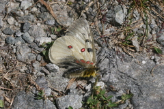 Parnassius phoebus sacerdos