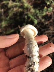 Leucopaxillus