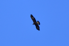 Aquila chrysaetos daphanea