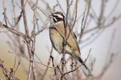 Emberiza cioides tarbagataica