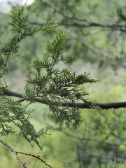 Chamaecyparis thyoides