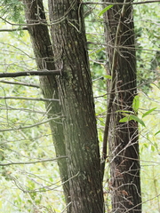 Chamaecyparis thyoides