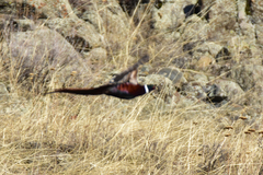 Phasianus colchicus mongolicus