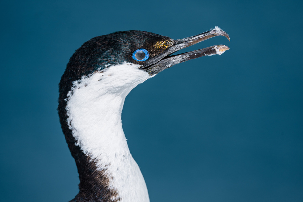 Imperial Shag
