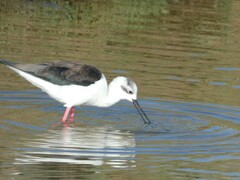 Himantopus himantopus