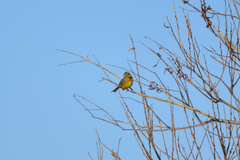 Emberiza citrinella erythrogenys