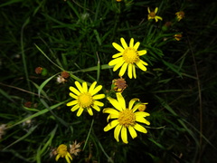 Senecio inaequidens