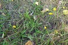 Scorzoneroides autumnalis