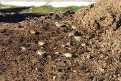 Passer montanus dilutus