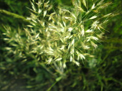 Trisetum flavescens